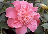 Camellia japonica 'Tiffany' (camellia)