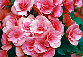 Begonia Elatior (Begonia) Bl01