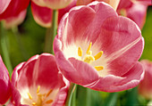 Tulipa 'Rosario' (pink Triumph tulips)