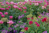 Paeonia Lactiflora 'Meissonier' (Pfingstrosen), Geranium (Storchschnabel), Allium (Zierlauch-Samenstaende) Bl 01