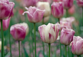 Tulipa, Triumph Tulip 'Shirley' Bl 00
