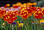 Tulipa, Darwin's tulip 'Banja Luka' Bl 00