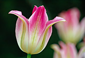 Tulipa viridiflora 'Florosa' BL 00