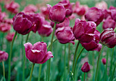 Tulipa - Triumph Tulpe 'Negrita' Bl 00