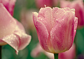Tulipa, Triumph Tulpe 'Hemisphere' Bl 00