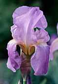 Iris Barbata-Elatior 'Lovely Again' (Tall bearded iris)