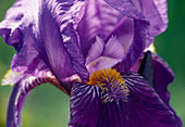 Iris barbata elatior 'Dark Triumph' (Tall Iris)