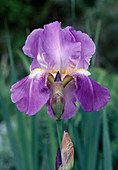 Iris germanica 'Pfingstgruß' (Deutsche Schwertlilie)