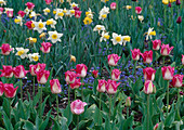 Daffodils, tulips and myosotis (forget-me-not) Bl 00