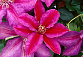 Clematis 'Hania' (Waldrebe) BL01