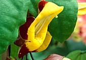Thunbergia mysorensis (Himmelsblume) Bl 01