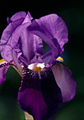 Iris barbata Elatior 'Dark Triumph' (Hohe Schwertlilie) Bl 01