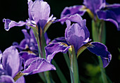 Iris sibirica 'Caesar's Brother' (Meadow iris)