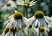 Echinacea purpurea 'Alba' (Weisser Sonnenhut) BL01