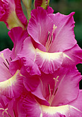 Gladiolus Hybrids Bl 01