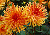 Dahlia hortensis 'Gold Orange' BL01