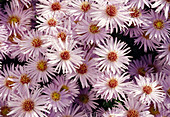 Aster dumosus 'Silberteppich' BL01