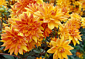 Dahlia hortensis 'Churpfalzpark' - Dahlia