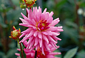 Dahlia hortensis 'Pipers Pink' / Dahlie Bl 01