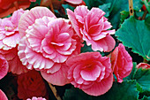 Begonia elatior (Begonie) Bl 01