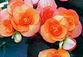 Begonia elatior (begonia)