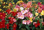 Begonia tuberhybrida (Tuberous begonia)