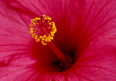 Hibiscus rosa-sinensis (Roseneibisch) Bl 01