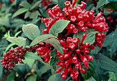 Hammer bush (Cestrum alegans)