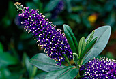 Hebe x andersonii 'Violacea' (Shrub Veronica)