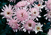 Chrysanthemum indicum 'Splash Sweet' (Herbstchrysanthemen)