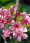 Nerium oleander 'Belle Helene' BL01
