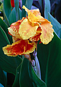Canna indica 'Picasso' (Indian flower cane) BL01