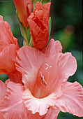 Gladiolus hybrids