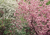 Prunus serrulata (Zierkirsche)