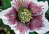 Helleborus x orientalis 'Sp. Conny' (Dandelion), flower 01