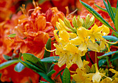 Rhododendron Bl 01