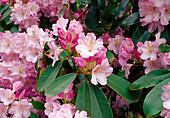Rhododendron fortunei Bl 01