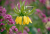 Fritillaria imperialis (Imperial Crown) Bl 01