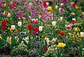 Buntes Frühlingsbeet mit Tulipa (Tulpen), Hyacinthus (Hyazinthen), Arabis (Gänsekresse) und Myosotis (Vergißmeinnicht)