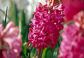 Hyacinthus orientalis (Hyazinthe) Bl 01