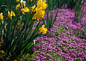 Frühlingsbeet mit Narcissus (Narzissen) und Aubrieta (Blaukissen)