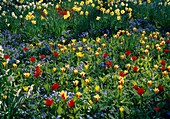 Bunte Frühlingswiese mit Tulipa (Tulpen), Narcissus (Narzissen) und Myosotis (Vergissmeinnicht)