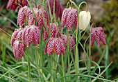 Fritillaria meleagris Bl 01