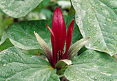 Trillium (Waldlilie)