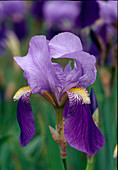 Iris barbata hyb. 'Dark Triumph' (iris) BL 01