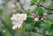 Malus (Apfelblüte)