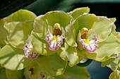 Cymbidium Hyb (Kahnorchidee)