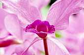 Dendrobium Hyb.(Tree orchid)