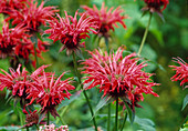 Monarda Fistulosa-Hybride 'Gardenview Red' - Indianernessel