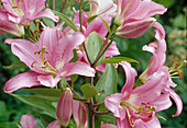 Lilie (Lilium orientalis Hyb.)